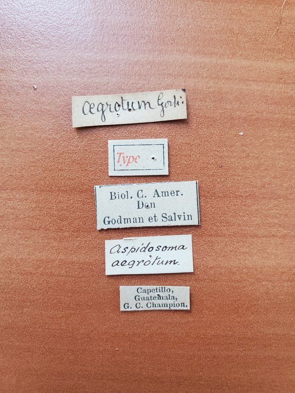 Aspisoma aegrotum t Labels