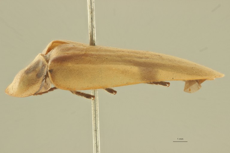 Aspisoma aegrotum t L