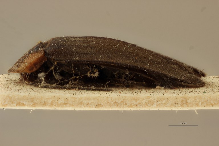 Ellychnia affinis t L