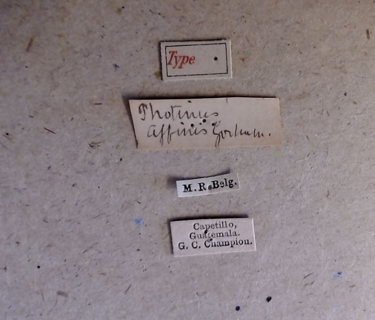 Ellychnia affinis t Labels