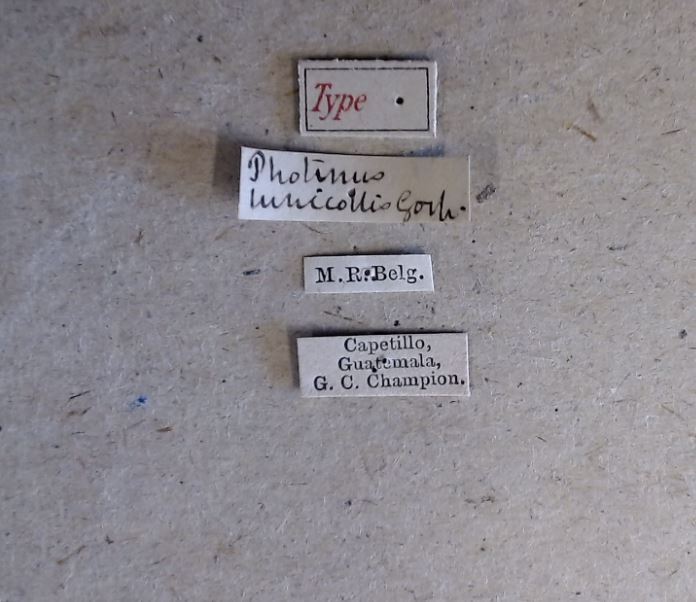 Ellychnia lunicollis t Labels