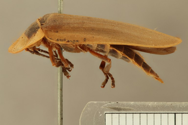 Cratomorphus bifenestratus t V ZS PMax.jpg