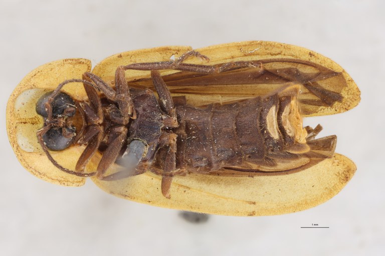 Diaphenes vittatus T V.jpg