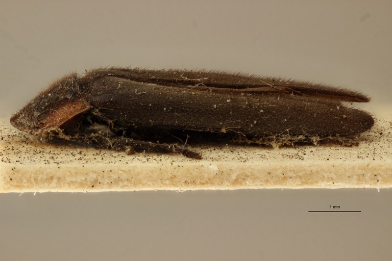 Ellychnia affinis t L