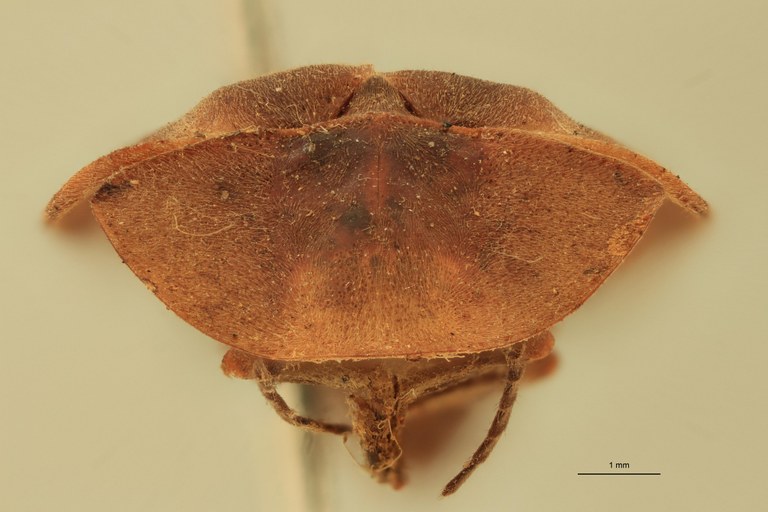 Hyas fallax F T F.jpg