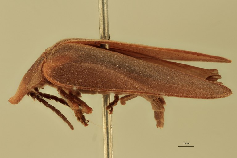 Hyas fallax F T L.jpg