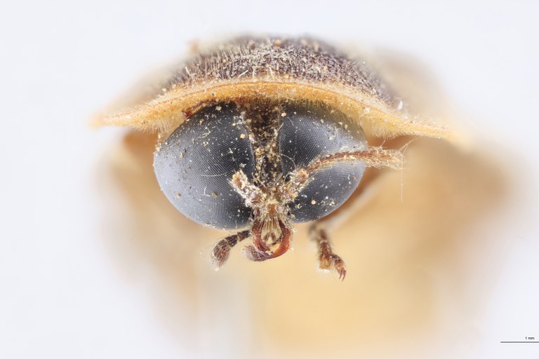 Lamprigera dorsalis T F.jpg