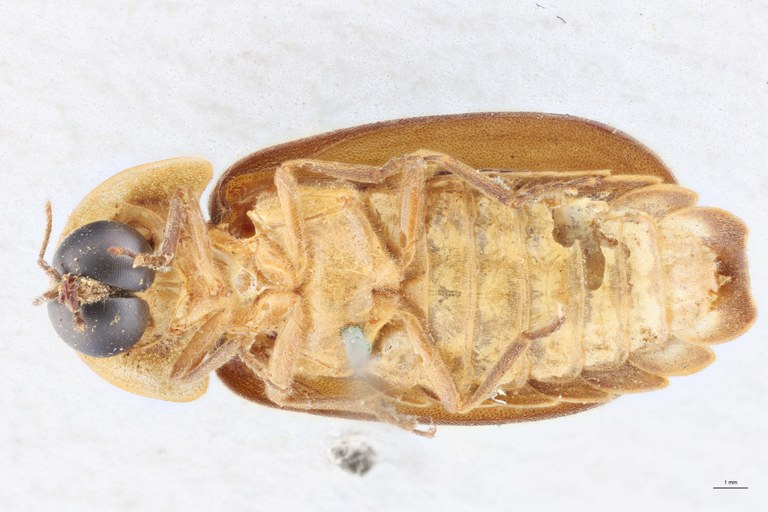 Lamprigera dorsalis T V .jpg