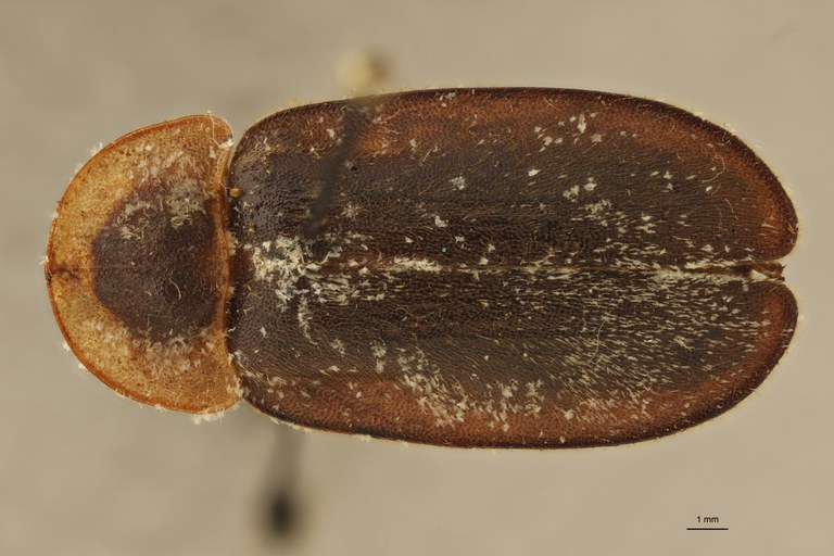 Lamprigera dorsalis t D