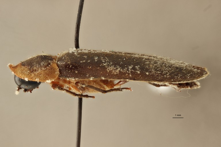 Lamprigera dorsalis t L