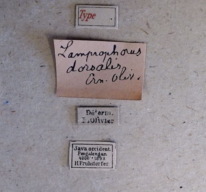 Lamprigera dorsalis t Labels