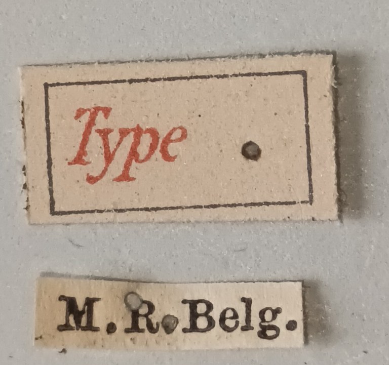 Lucidota approximans T Labels.jpg