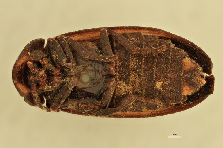 Lucidota approximans T V.jpg