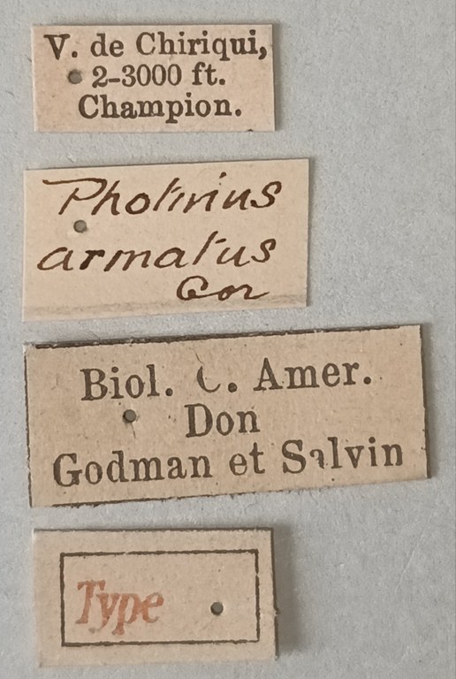 Lucidota armata St Labels.jpg