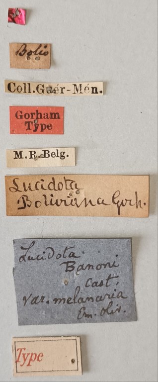 Lucidota banoni T Labels.jpg