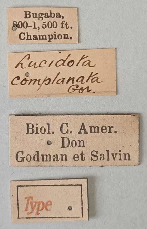 Lucidota complanata St Labels.jpg