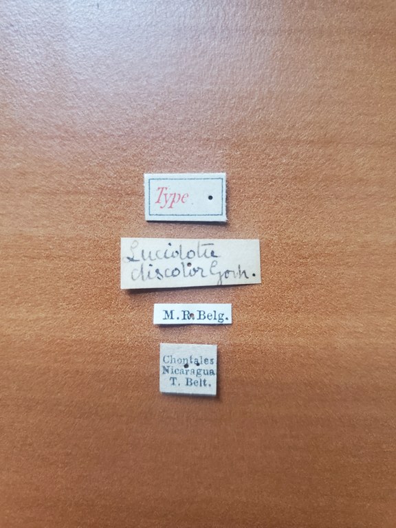 Lucidota discolor t Labels
