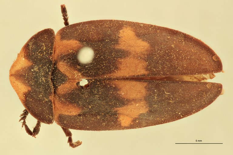 Lucio rufiventris F T D.jpg