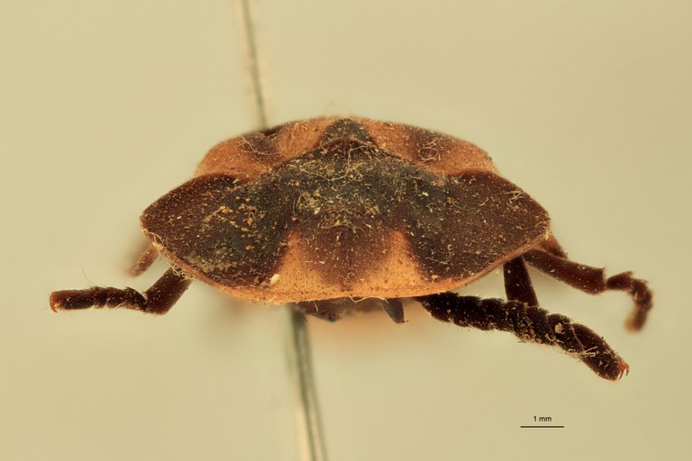 Lucio rufiventris F T F.jpg