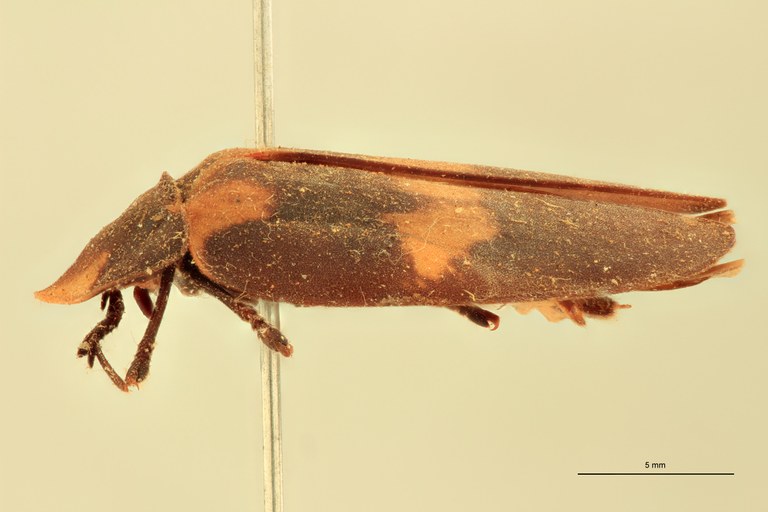 Lucio rufiventris F T L.jpg