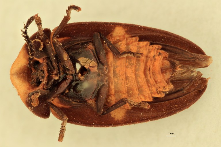 Lucio rufiventris F T V.jpg