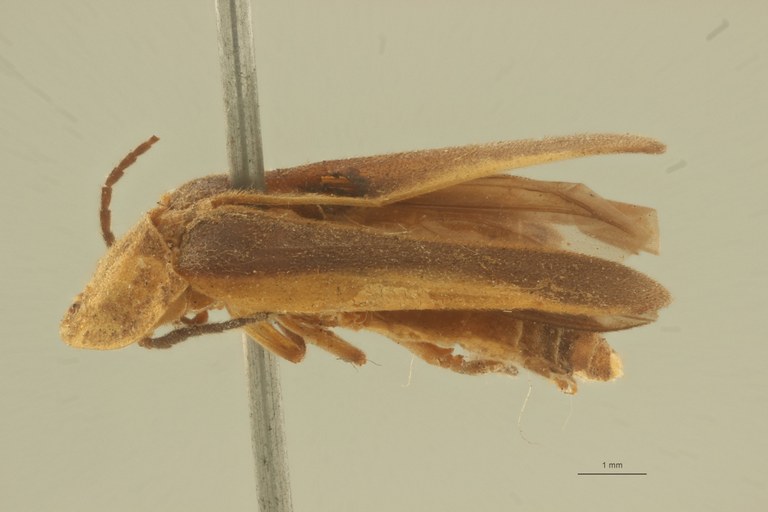 Photinus blandus t L