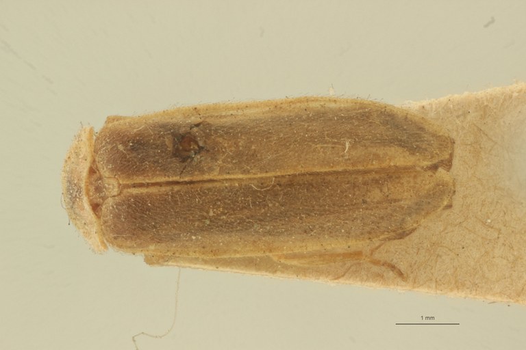 Photinus marginellus t D