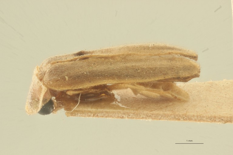 Photinus marginellus t L