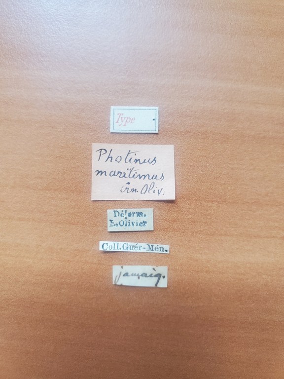 Photinus maritimus t Labels