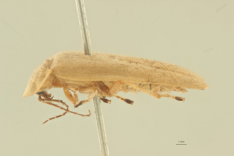 Photinus melanodactylus F t L