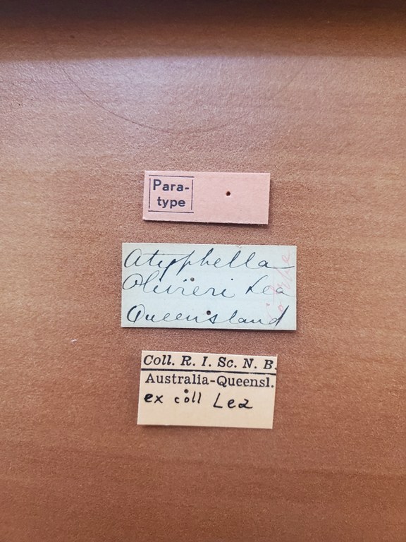 Atyphella olivieri pt Labels