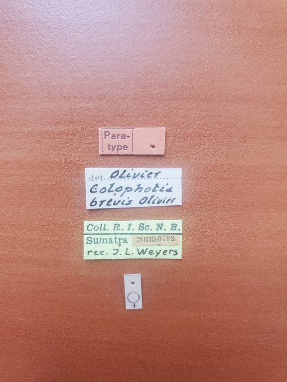 Colophotia brevis F pt Labels