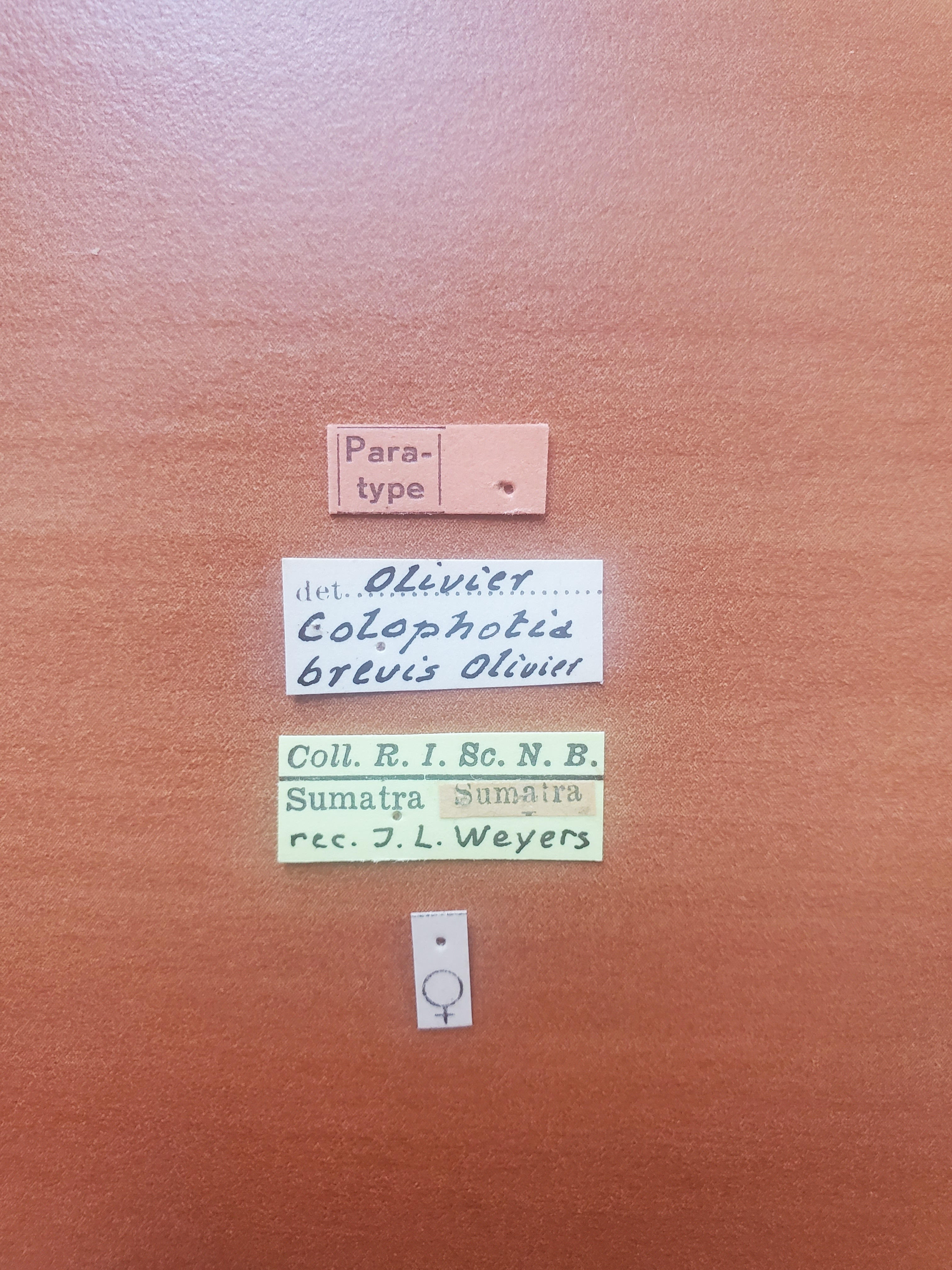 Colophotia brevis F pt Labels