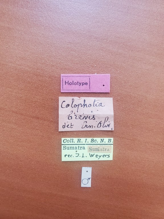 Colophotia brevis M ht Labels