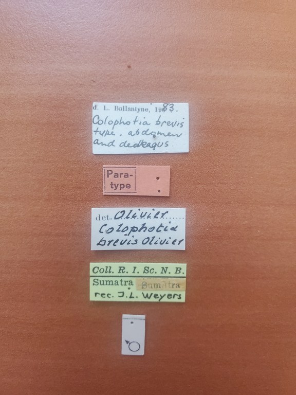 Colophotia brevis M pt Labels