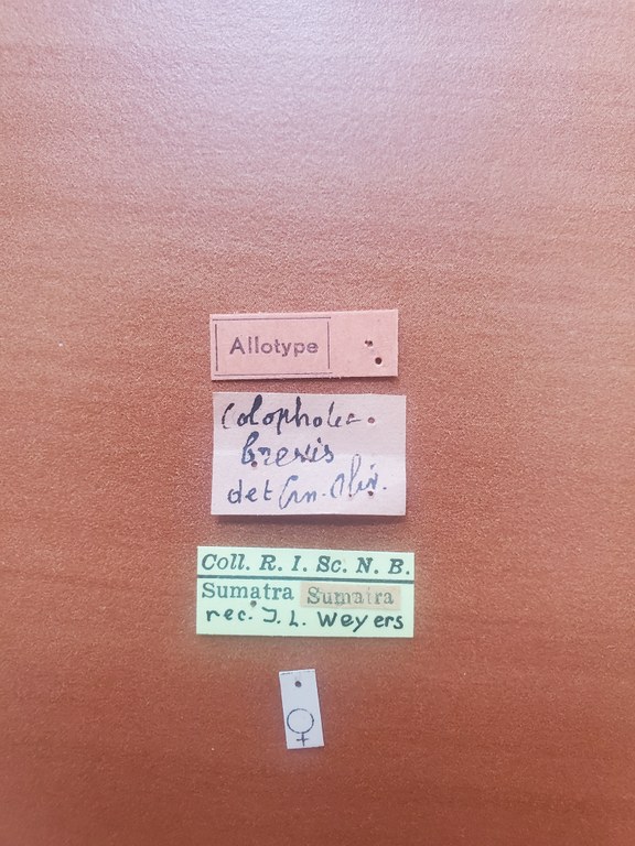 Colophotia brevis F at Labels