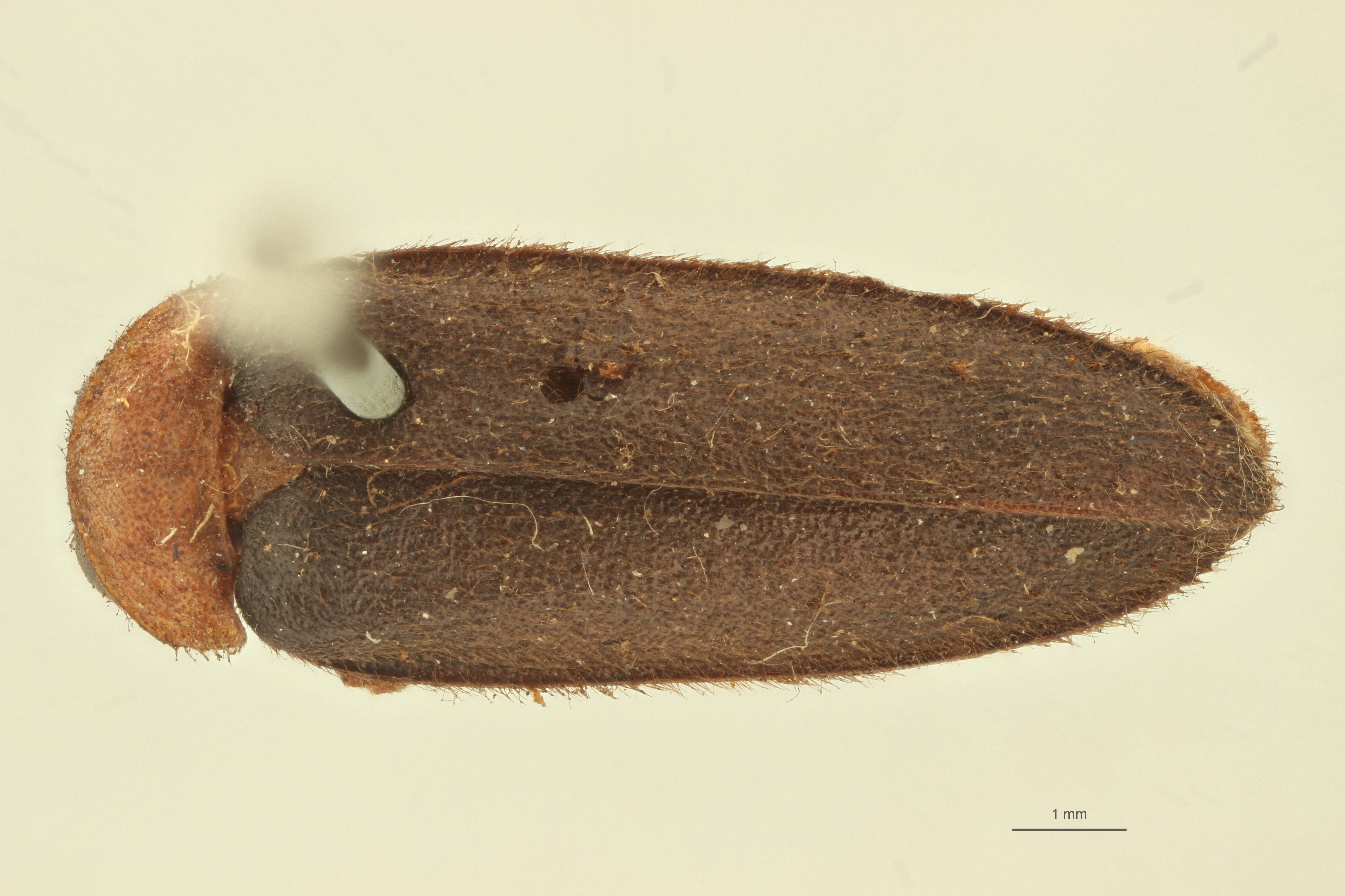 Luciola mingrelica t D