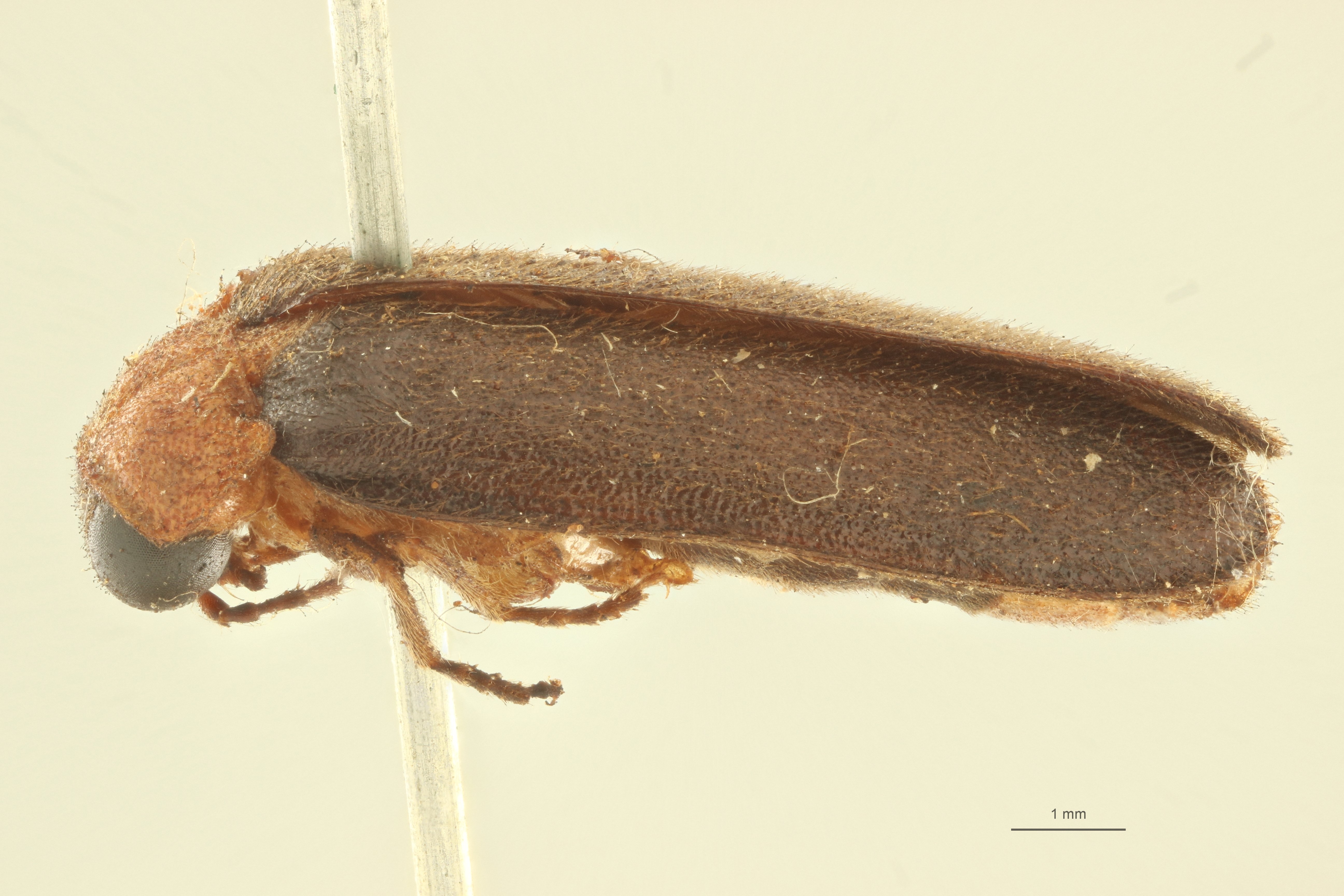 Luciola mingrelica t L