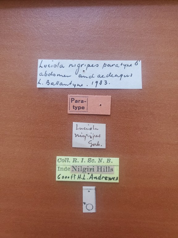 Luciola nigripes M pt Labels
