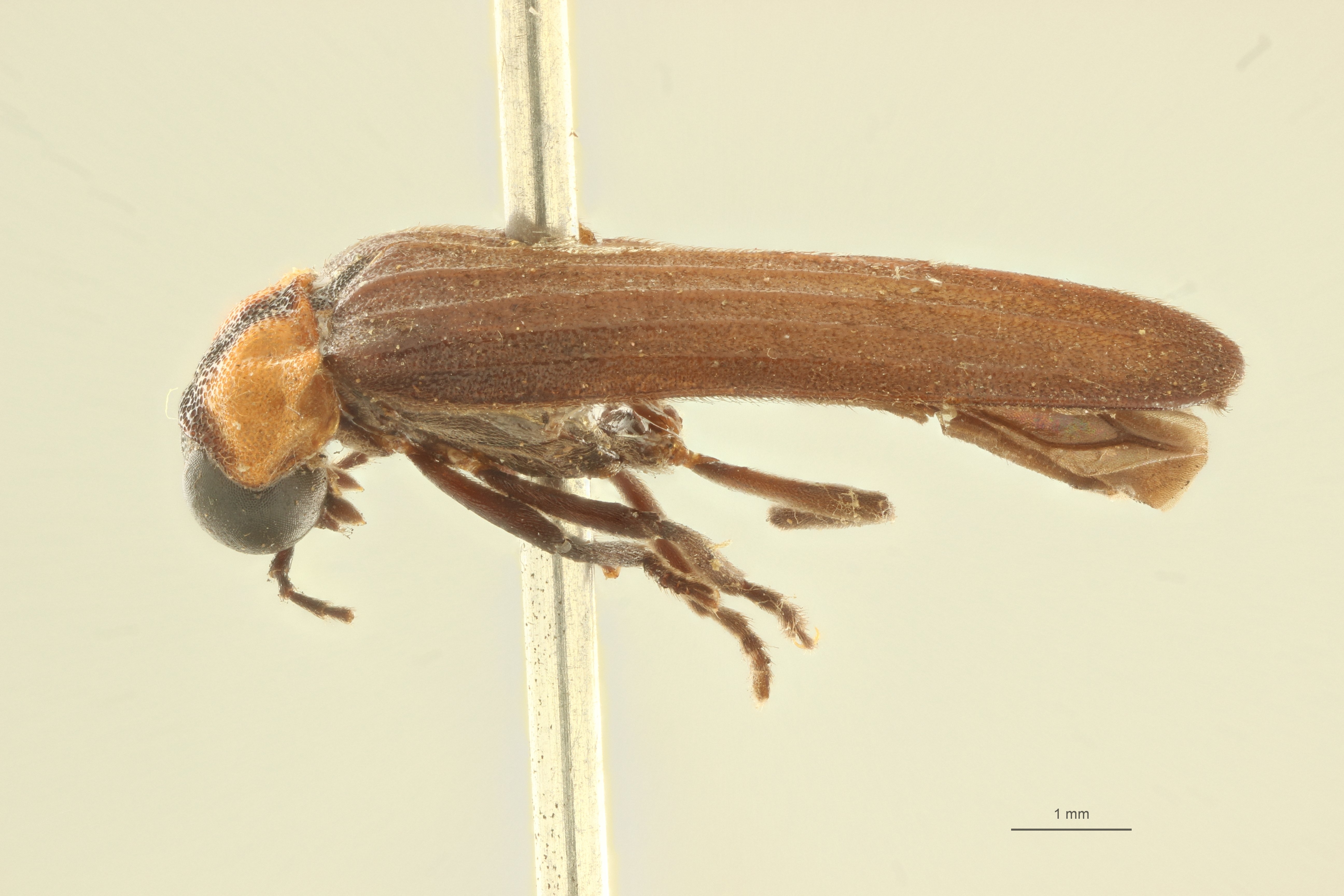 Luciola sulcata t L