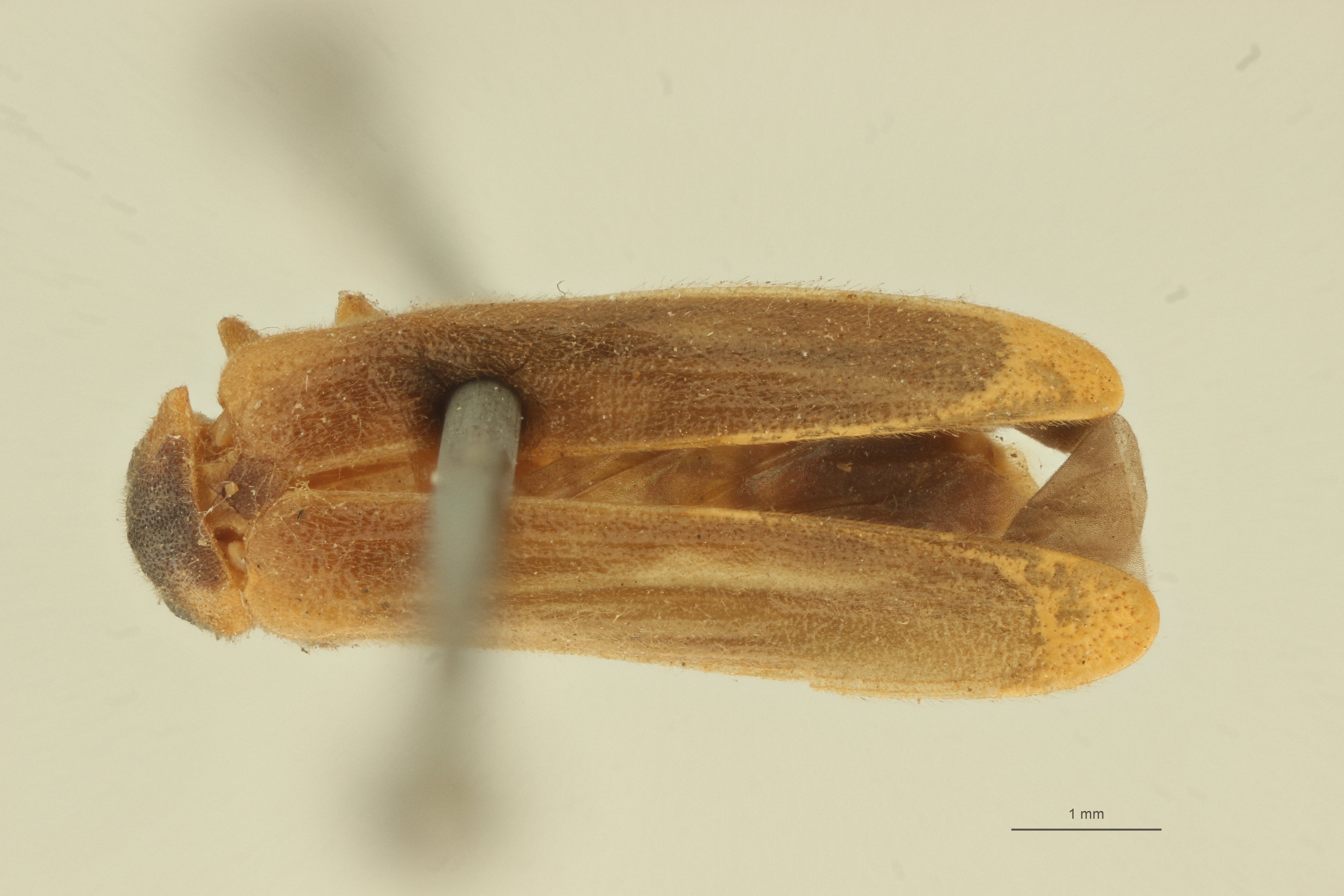 Luciola xanthura t D