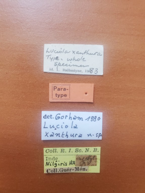 Luciola xanthura pt Labels