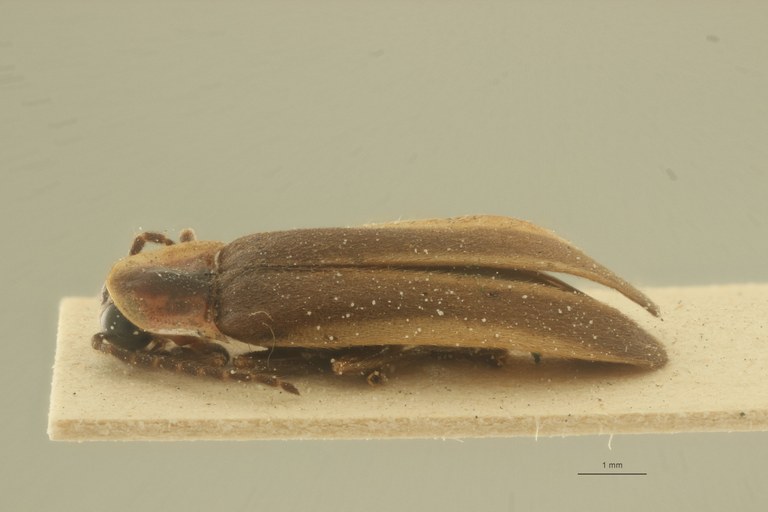 Photuris amoena var. nitida pt L