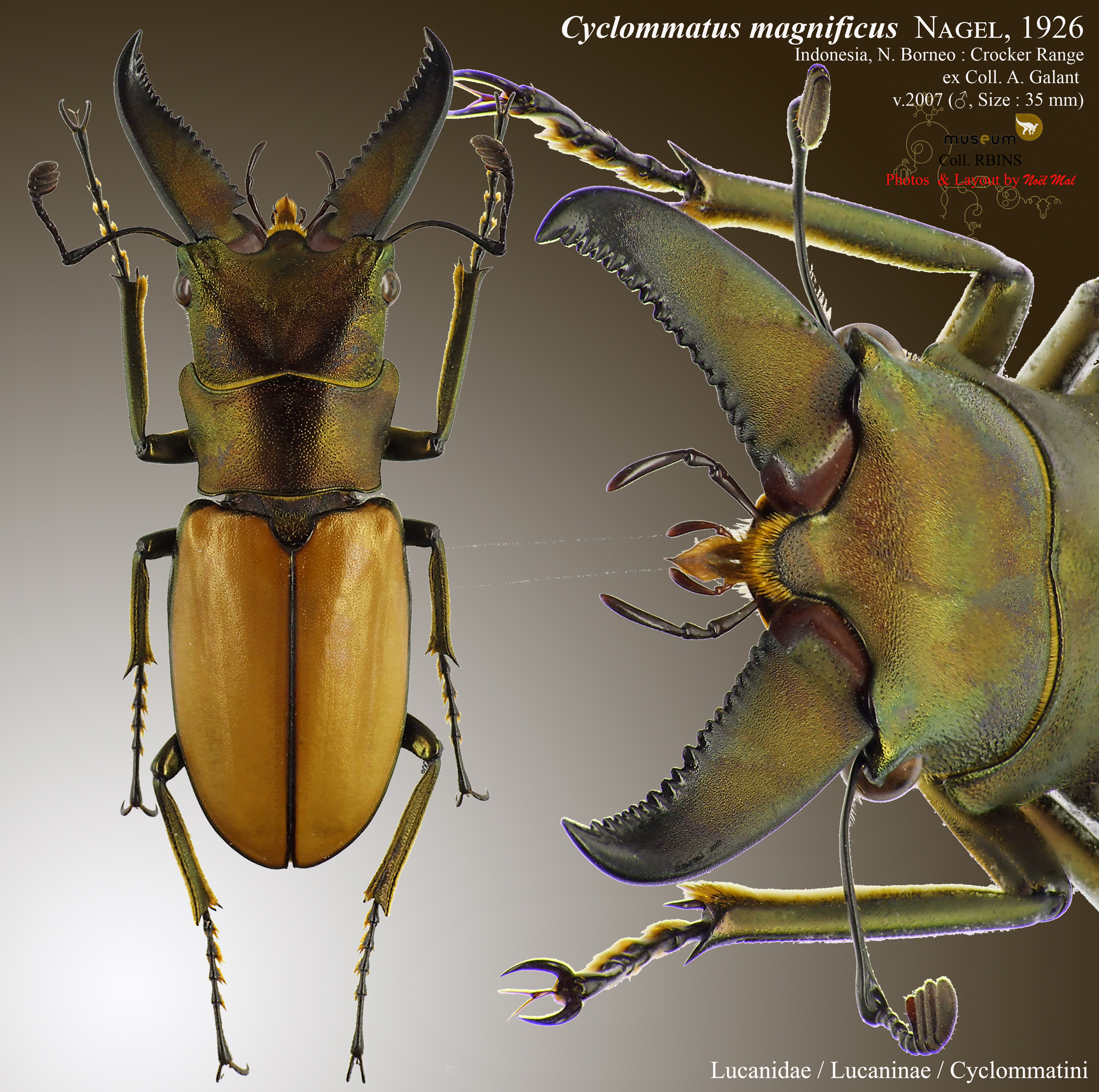 Cyclommatus magnificus.jpg