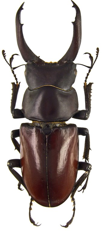 Hemisodorcus (Hemisodorcus) macleayi 43333.jpg