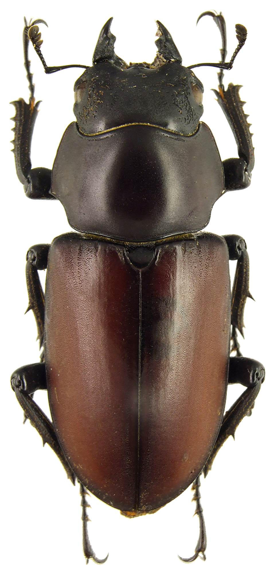 Hemisodorcus (Hemisodorcus) macleayi 43335cz37.jpg