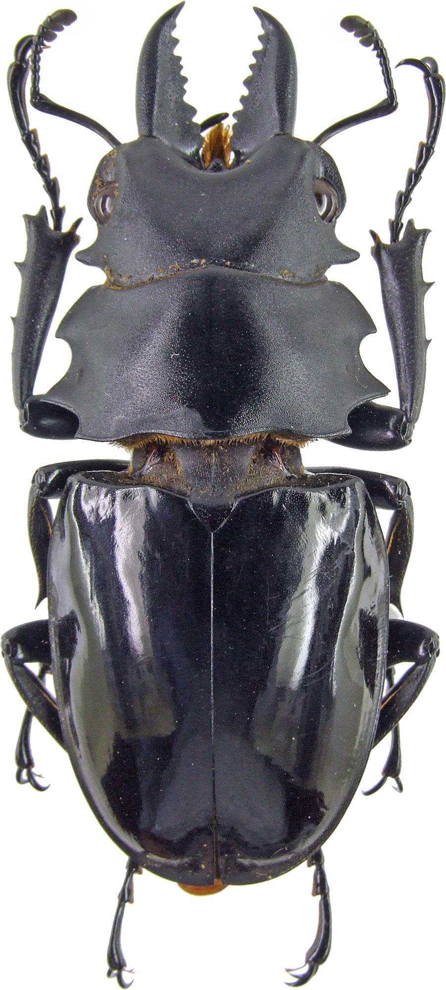 Odontolabis bellicosa m  4232.jpg