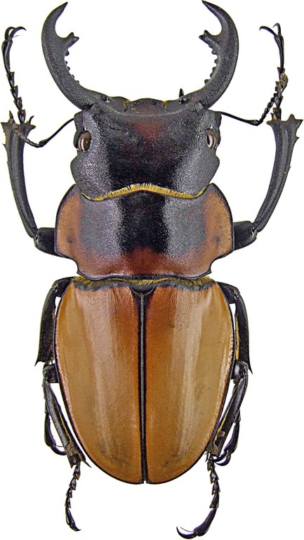 Odontolabis brookeanus 1242.jpg