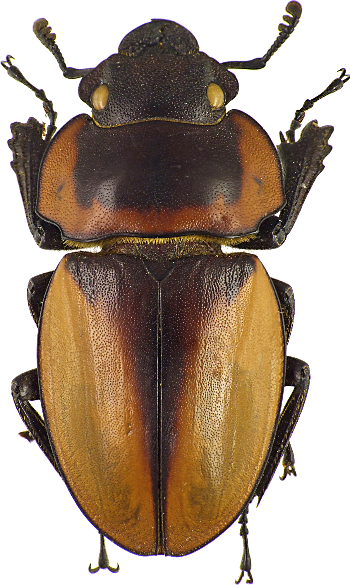 Odontolabis brookeanus 43052cz54.jpg