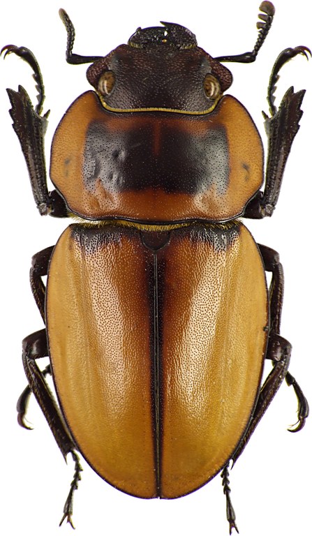Odontolabis brookeanus 43049cz51.jpg
